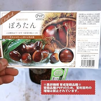 Amazon.co.jp: Amazon.co.jp: